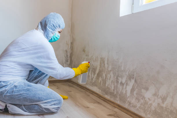 Licensed Black Mold Removal service in Watertown, MN - WQB Mold Removal