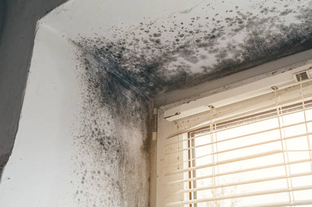Affordable Black Mold Removal solutions in Watertown, MN